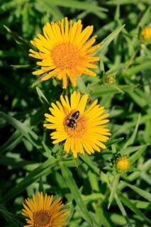 Schwert-Inula (Pentanema ensifolium), flower, flowering, Germany