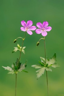 Cranesbill (Geranium cinereum), flowering, flowers, perennial plant, perennial, Ellerstadt, Germany