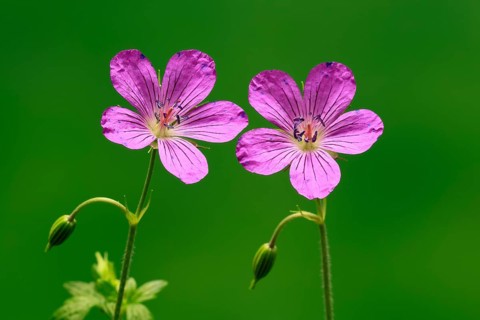 Cranesbill (Geranium cinereum), flowering, flowers, perennial plant, perennial, Ellerstadt, Germany