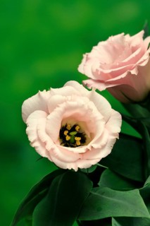 Prairie gentian, Lisianthius, Eustoma, flowering, Germany