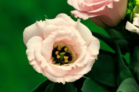 Prairie gentian, Lisianthius, Eustoma, flowering, Germany