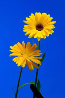 Marigold (Calendula officinalis), flower, flowering, medicinal plant, Ellerstadt, Germany