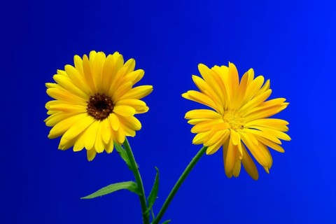 Marigold (Calendula officinalis), flower, flowering, medicinal plant, Ellerstadt, Germany