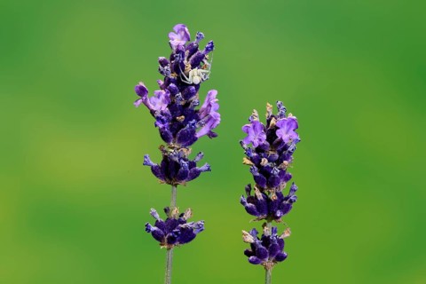 Lavender (Lavandula), flowering, Germany