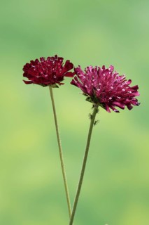 Macedonian widow flower (Knautia macedonica), flowering, Germany