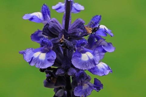 Mealycup sage (Salvia farinacea), flowering, flower, Ellerstadt, Germany