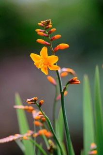 Montbretia (Crocosmia x crocosmiiflora), flowering, flower, Ellerstadt, Germany