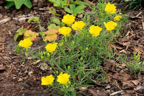 Oenothera hartwegii, evening primrose, flowering, flower, Ellerstadt, Germany