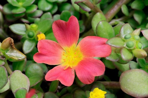 Portulaca (Portulaca grandiflora), flowering, flower, Ellerstadt, Germany