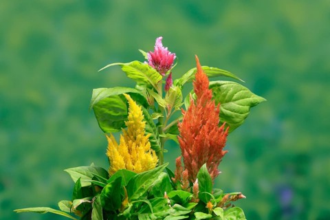 Cockscomb (Celosia argentea), feather bush, flowering, Germany