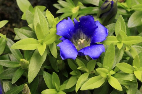 Koch's gentian (Gentiana acaulis), flowering, Germany