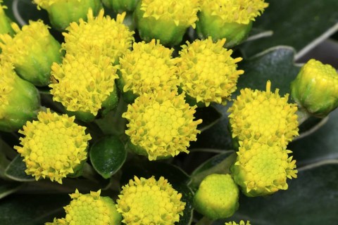 Gold-and-silver chrysanthemum (Chrysanthemum pacificum), flowering, Germany