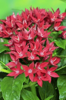 Pentas lanceolata, flowering, Germany