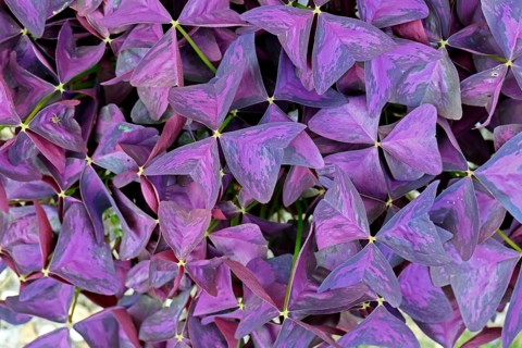 Purple Sorrel (Oxalis triangularis), leaves, Germany