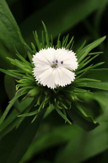 Bearded carnation (Dianthus barbatus), flowering, Germany