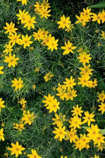 Whorled-leaved tickseed (Coreopsis verticillata), flowering, flower, Ellerstadt, Germany