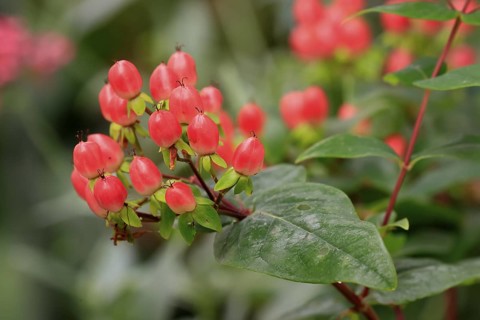 St John's wort (Hypericum androsaemum), man's blood, fruits, Germany