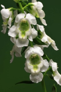 Angelonia (Angelonia angustifolia), flowering, Germany