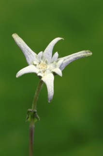 Alpine edelweiss (Leontopodium alpinum), Leontopodium nivale subsp. alpinum), flowering, Germany