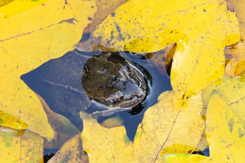 Common frog (Rana temporaria) adult amphibian in a garden pond amongst fallen autumn leaves,