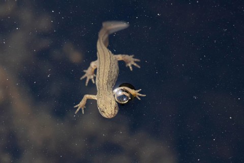 Smooth or Common newt (Lissotriton vulgaris) adult amphibian coming up to breath air on the water