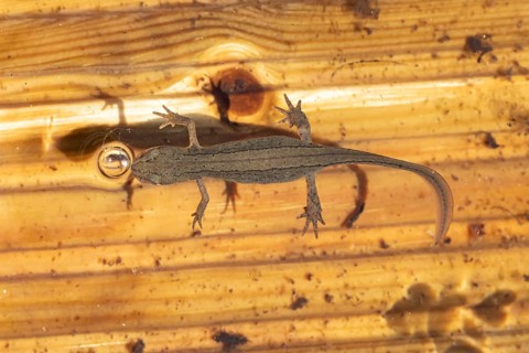 Smooth or Common newt (Lissotriton vulgaris) adult amphibian coming up to breath air from the water