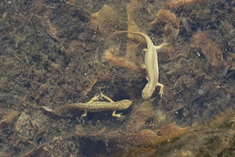 Smooth or Common newt (Lissotriton vulgaris) adult male and female amphibians in a pond, England,