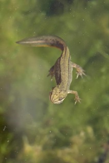 Smooth or Common newt (Lissotriton vulgaris) adult amphibian swimming in a pond, England, United