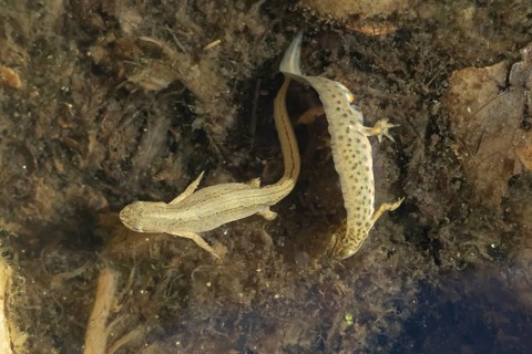 Smooth or Common newt (Lissotriton vulgaris) adult male amphibian displaying to a female in a pond,