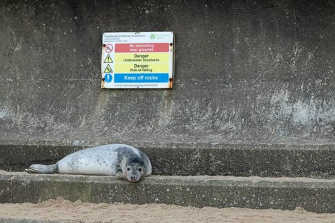 Grey seal (Halichoerus grypus) adult animal resting on a concrete sea defence with a warning sign