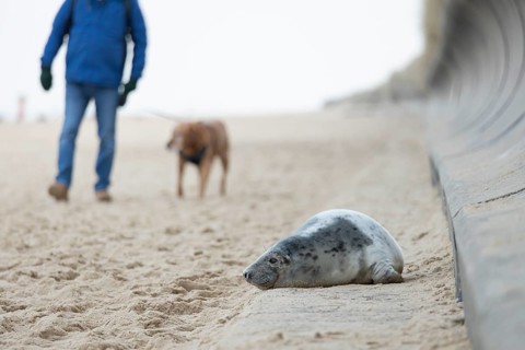 Grey seal (Halichoerus grypus) adult animal resting on a concrete sea defence as a human walking a