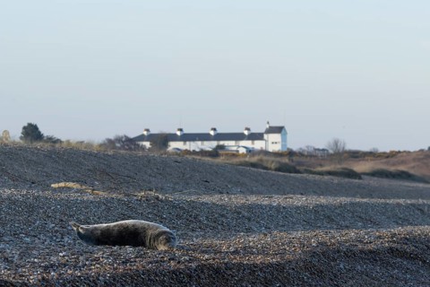 Grey seal (Halichoerus grypus) adult animal resting on a beach with cottages in the background,
