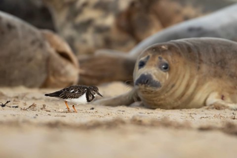 Grey seal (Halichoerus grypus) adult animal on a beach watching a Turnstone bird, Norfolk, England,