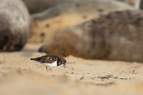 Grey seal (Halichoerus grypus) adult animal sleeping on a beach as a Turnstone bird feeds closeby,