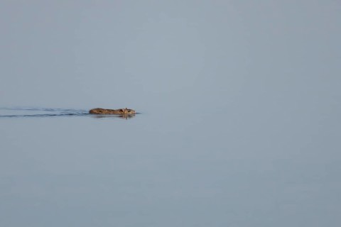 Brown rat (Rattus norvegicus) adult animal swimming on the water surface of a lake, England, United