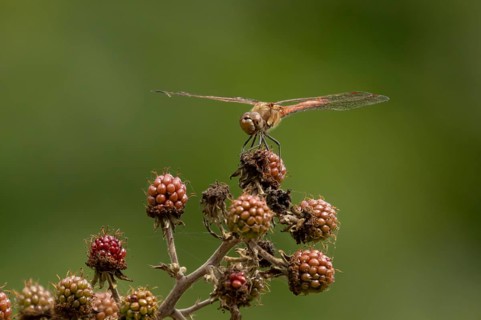 Common darter dragonfly (Sympetrum striolatum) adult insect resting on a blackberries in summer,