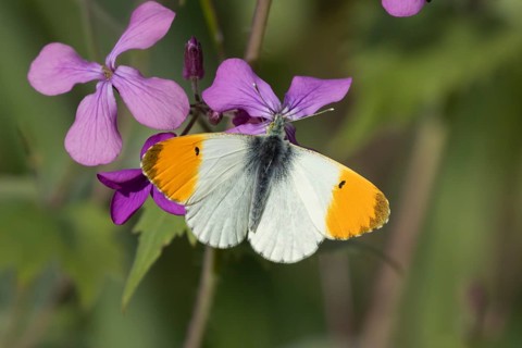 Orange tip butterfly (Anthocharis cardamines) adult male insect feeding on purple Honesty garden