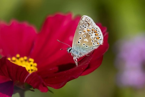 Common blue butterfly (Polyommatus icarus) adult insect on a Cosmos garden flower in summer,