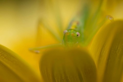 Oak bush cricket (Meconema thalassinum) adult insect resting on a yellow garden flower, England,