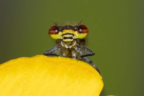 Large red damselfly (Pyrrhosoma nymphula) adult insect resting on a Kingcup yellow flower in a