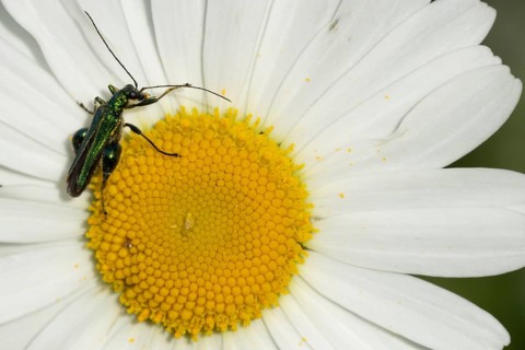 Thick-legged flower beetle (Oedemera nobilis) adult insect on an Oxeye daisy flower on summer,