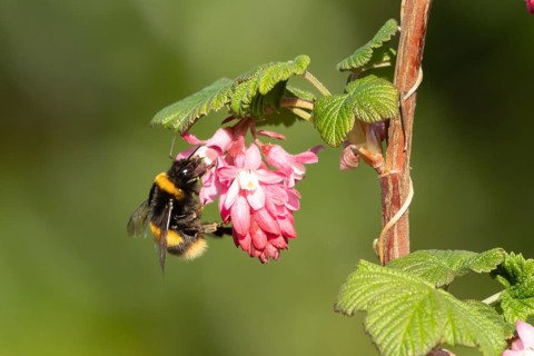 Buff tailed bumblebee (Bombus terrestris) adult bee insect feeding on Ribes King Edward VII