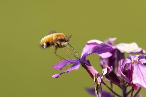 Bee fly (Bombylius major) adult insect feeding on Honesty flowers in spring, England, United