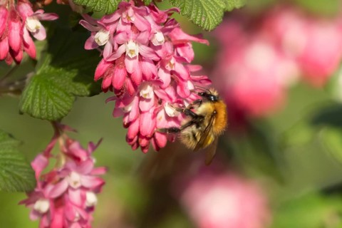 Common carder bumblebee (Bombus pascuorum) adult bee insect feeding on Ribes King Edward VII