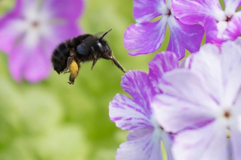 Ashy mining bee (Andrena cineraria) adult insect flying towards a garden flower in spring, England,