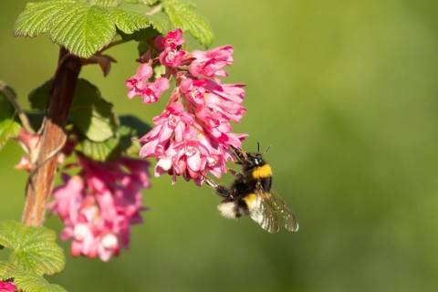White tailed bumblebee (Bombus lucorum) adult bee insect feeding on Ribes King Edward VII flowering