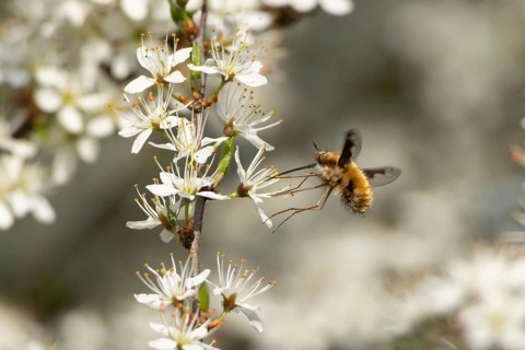 Bee fly (Bombylius major) adult insect feeding on Blackthorn tree blossom in spring, England,