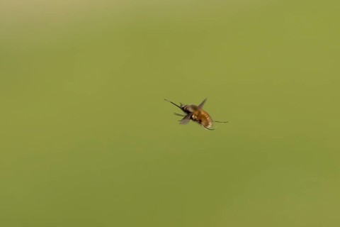 Bee fly (Bombylius major) adult insect flying, England, United Kingdom