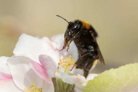 Buff tailed bumblebee (Bombus terrestris) adult bee insect feeding on apple tree blossom in spring,