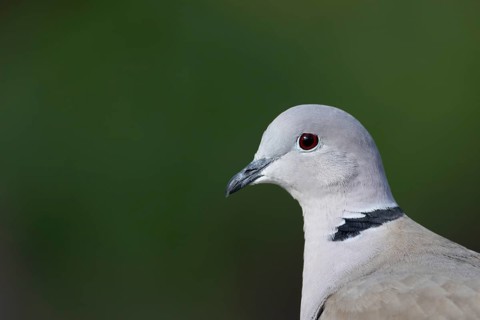 Collared dove (Streptopelia decaocto) adult bird head portrait, England, United Kingdom